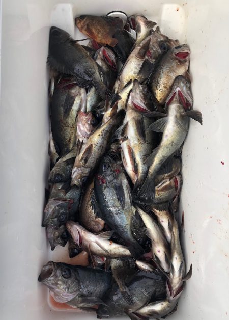 フィッシング キッタカ 釣果