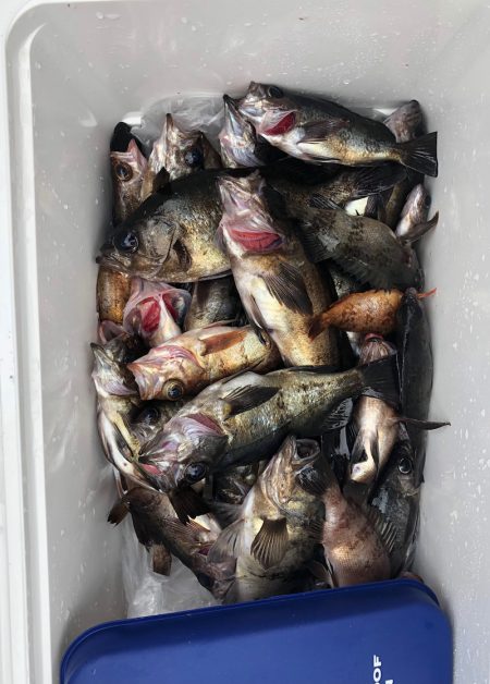 フィッシング キッタカ 釣果