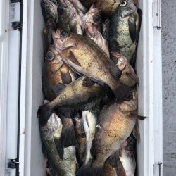 フィッシング キッタカ 釣果