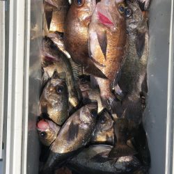 フィッシング キッタカ 釣果