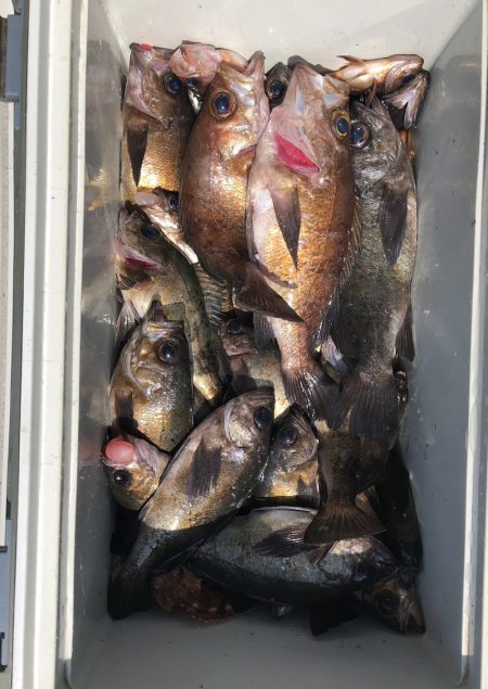 フィッシング キッタカ 釣果