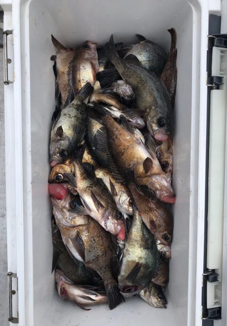 フィッシング キッタカ 釣果