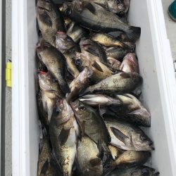 フィッシング　キッタカ 釣果