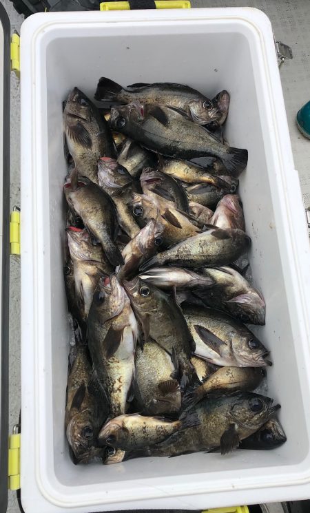 フィッシング　キッタカ 釣果