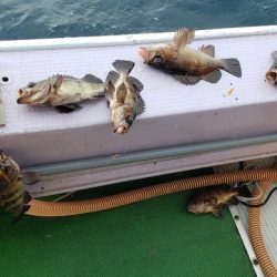 海龍丸（石川） 釣果