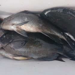 しば渡船 釣果