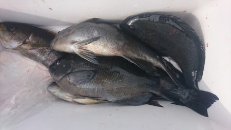 しば渡船 釣果