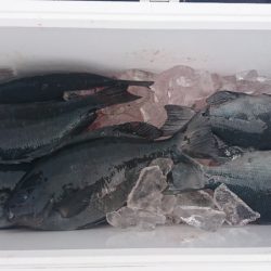 しば渡船 釣果