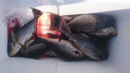 しば渡船 釣果