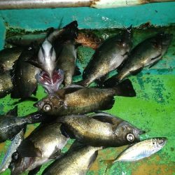 小島丸 釣果