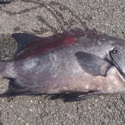 しば渡船 釣果