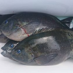しば渡船 釣果