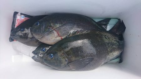 しば渡船 釣果