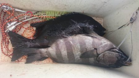 しば渡船 釣果