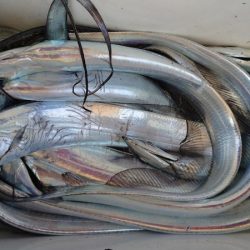 シースナイパー海龍 釣果