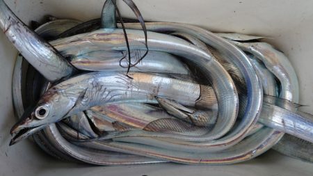 シースナイパー海龍 釣果