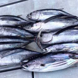 渡船屋たにぐち 釣果
