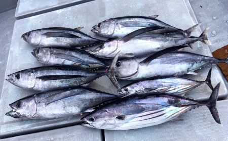 渡船屋たにぐち 釣果