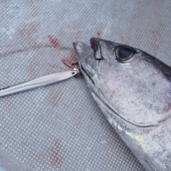 渡船屋たにぐち 釣果