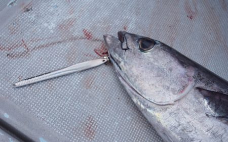渡船屋たにぐち 釣果