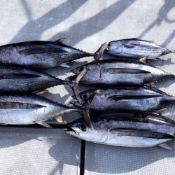 渡船屋たにぐち 釣果