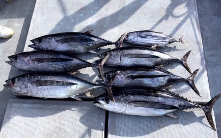 渡船屋たにぐち 釣果