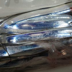 シースナイパー海龍 釣果