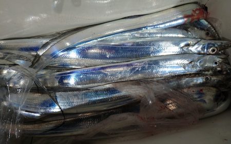 シースナイパー海龍 釣果