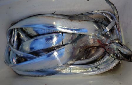 シースナイパー海龍 釣果