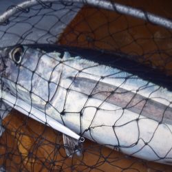 渡船屋たにぐち 釣果