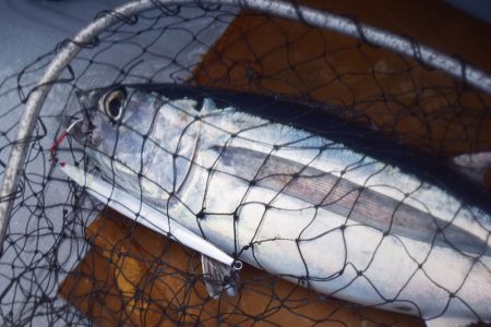 渡船屋たにぐち 釣果