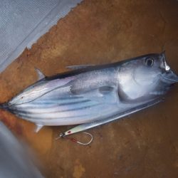 渡船屋たにぐち 釣果
