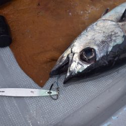 渡船屋たにぐち 釣果