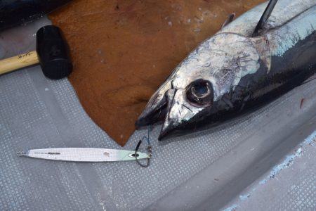 渡船屋たにぐち 釣果