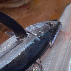 渡船屋たにぐち 釣果