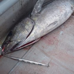 渡船屋たにぐち 釣果