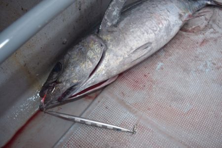 渡船屋たにぐち 釣果