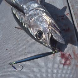 渡船屋たにぐち 釣果