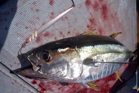 渡船屋たにぐち 釣果