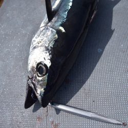 渡船屋たにぐち 釣果