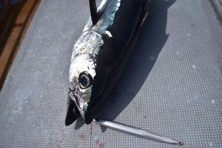 渡船屋たにぐち 釣果