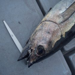 渡船屋たにぐち 釣果