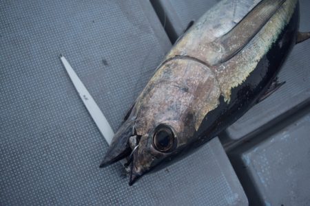 渡船屋たにぐち 釣果