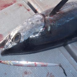 渡船屋たにぐち 釣果