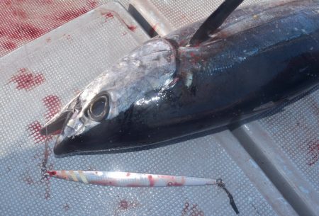 渡船屋たにぐち 釣果