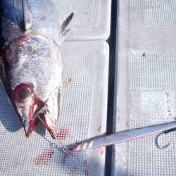 渡船屋たにぐち 釣果