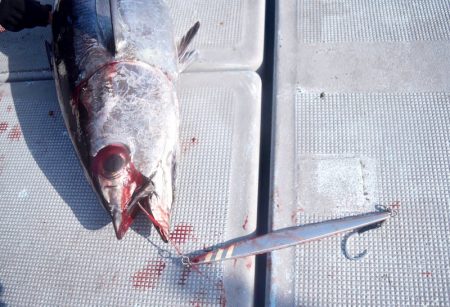 渡船屋たにぐち 釣果
