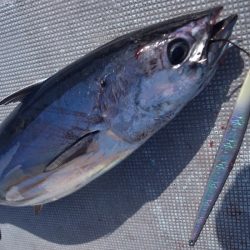 渡船屋たにぐち 釣果