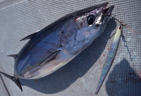 渡船屋たにぐち 釣果