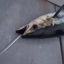 渡船屋たにぐち 釣果